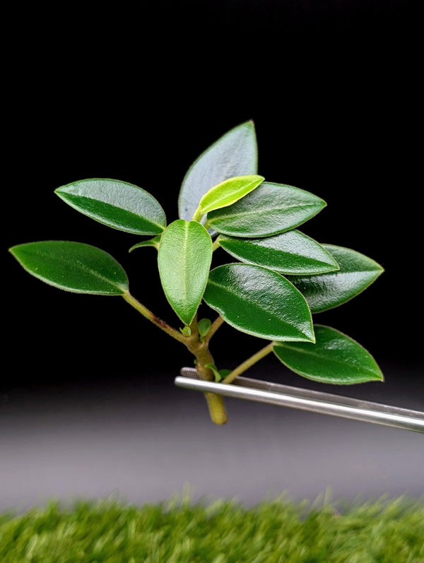 Peperomia orba [cutting]