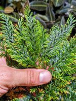 Selaginella sp. Sumatra 1 [cutting]