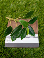 Peperomia orba [cutting]