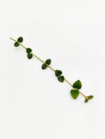 Mitchella repens [cutting]