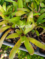 Neoregelia 'Oregon' [unrooted offset]