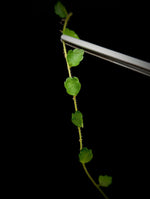 Pilea sp. surigao 'string of toads' (Phillipines) [cutting]