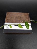 Pilea sp. surigao 'string of toads' (Phillipines) [cutting]