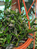 Ficus ruginervia (syn: Panama / 'lance-leaf') [cutting]