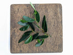 Ficus ruginervia (syn: Panama / 'lance-leaf') [cutting]