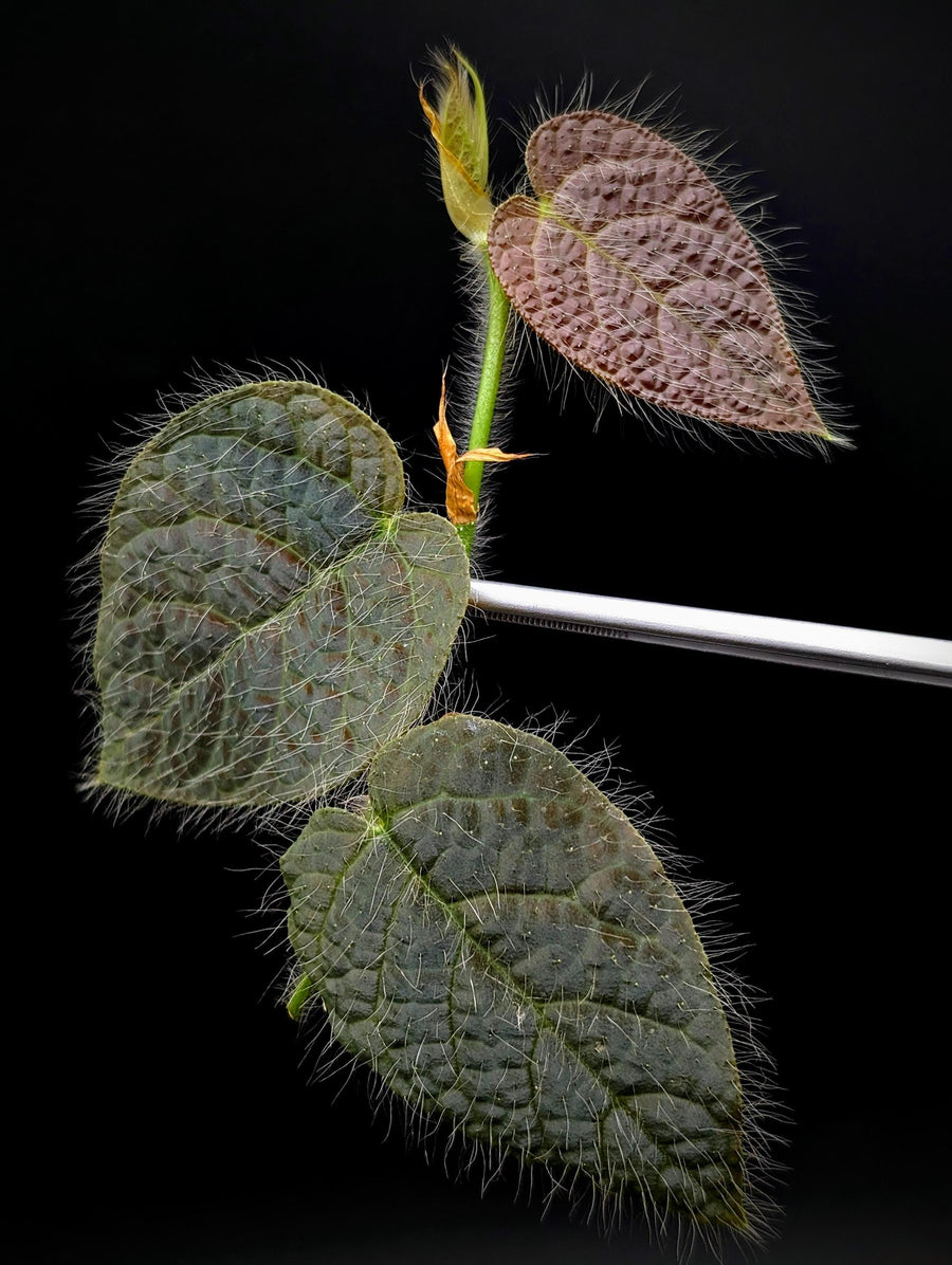 Ficus villosa [cutting]