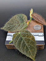 Ficus villosa [cutting]