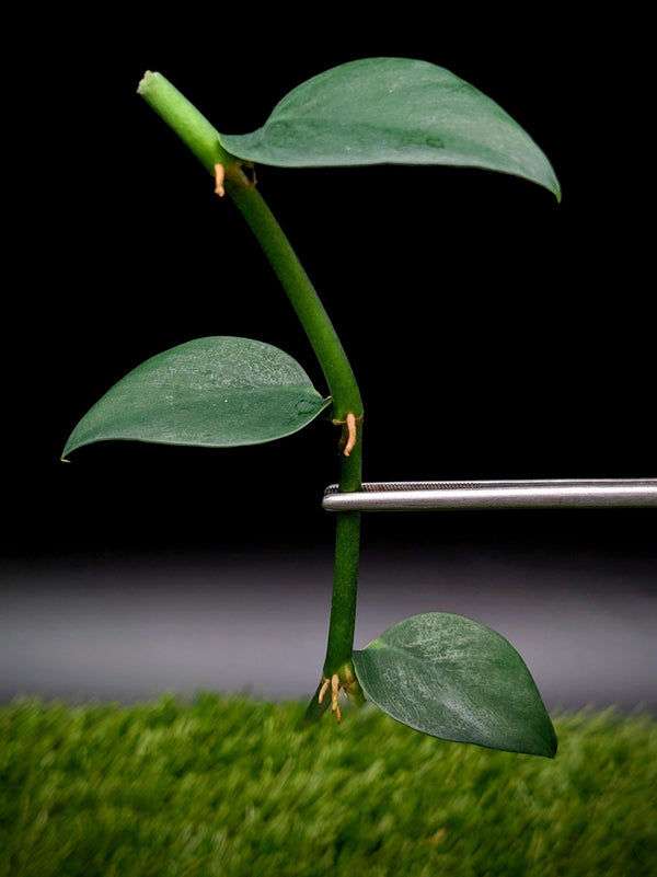 Rhaphidophora hongkongensis [cutting]