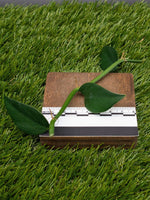 Rhaphidophora hongkongensis [cutting]