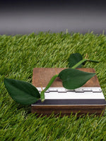 Rhaphidophora hongkongensis [cutting]