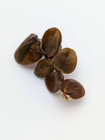 Marcgravia sp. Dark brown [10-leaf cutting]