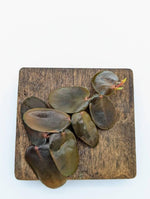 Marcgravia sp. Dark brown [10-leaf cutting]