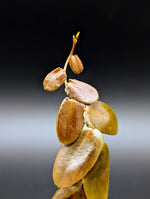 Marcgravia sp. Dark brown [10-leaf cutting]