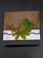 Marcgravia sp. Brown Ecuador [10-leaf cutting]