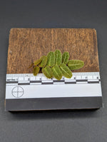 Marcgravia sp. Brown Ecuador [10-leaf cutting]