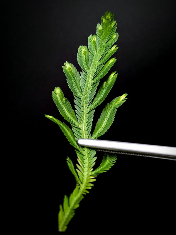 Selaginella bombycina [cutting]