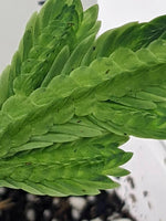 Selaginella bombycina [cutting]