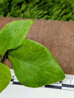 Microsorum sp. timika [cutting]