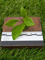 Microsorum sp. timika [cutting]
