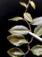 Marcgravia sp dark serrated [10-leaf cutting]