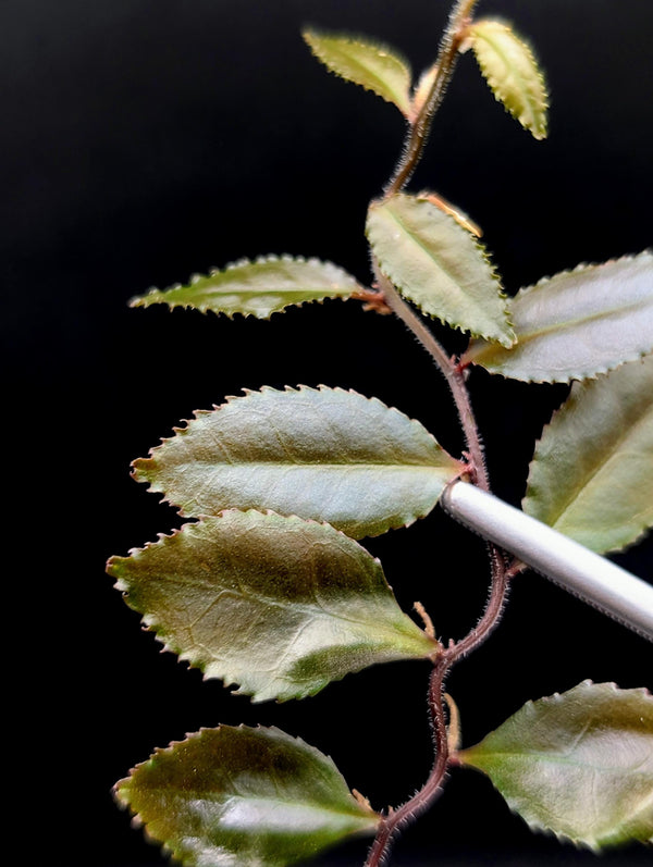 Marcgravia sp dark serrated [10-leaf cutting]