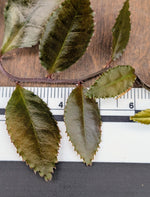 Marcgravia sp dark serrated [10-leaf cutting]