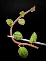 Peperomia sp. tingo maria [cutting]