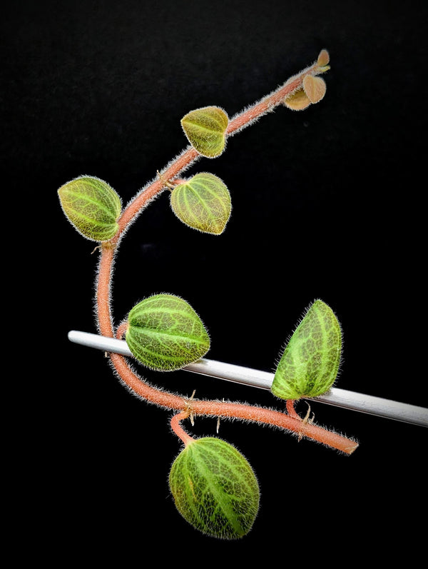 Peperomia sp. tingo maria [cutting]