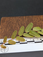 Marcgravia sp santiago [10-leaf cutting]