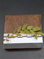 Marcgravia sp santiago [10-leaf cutting]