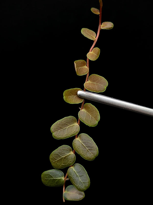 Marcgravia sp brown umbellata [10-leaf cutting]