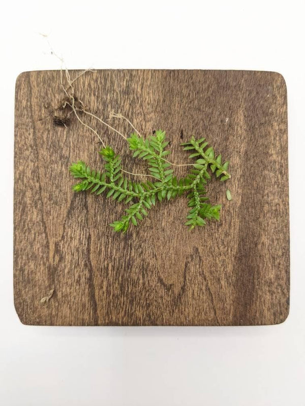 Selaginella kraussiana wild type [cutting]