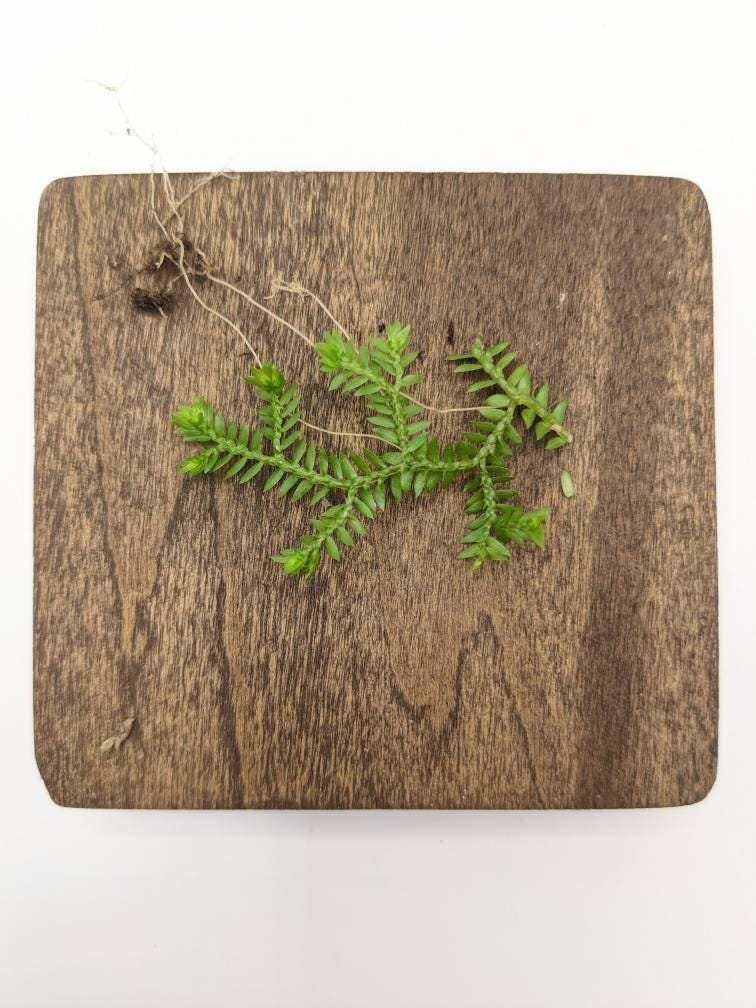 Selaginella kraussiana wild type [cutting]