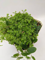 Selaginella kraussiana wild type [cutting]