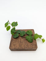 Ficus pumila [cutting]