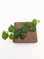 Ficus pumila [cutting]