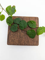 Ficus pumila [cutting]