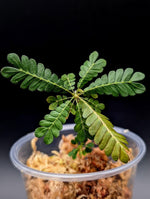 Biophytum sokoupii [non-exact]