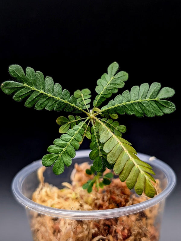 Biophytum sokoupii [non-exact]