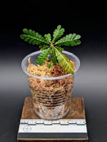 Biophytum sokoupii [non-exact]