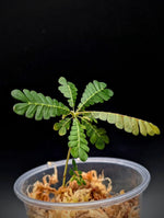 Biophytum sokoupii [non-exact]