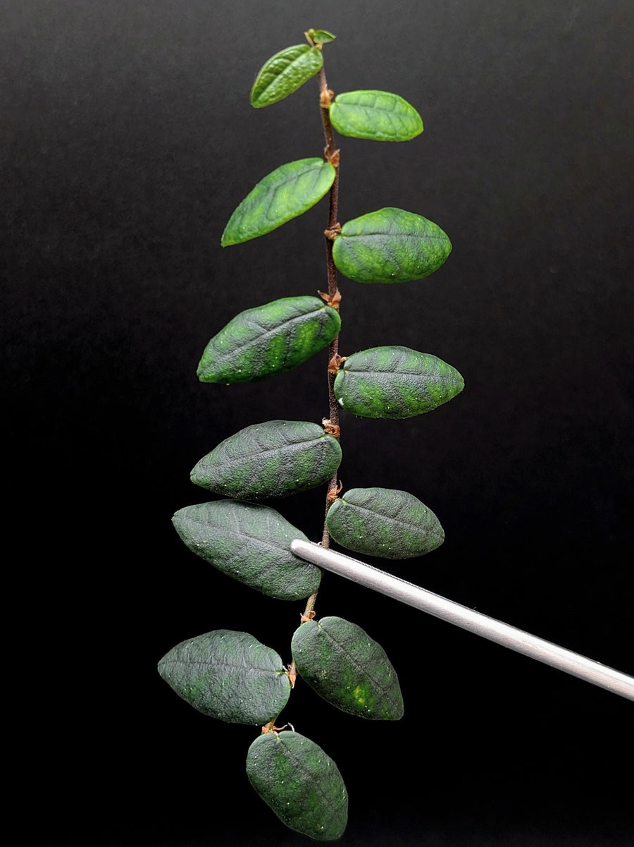 Ficus sp. North Sumatra [cutting]