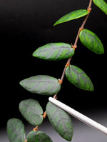 Ficus sp. North Sumatra [cutting]