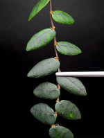 Ficus sp. North Sumatra [cutting]