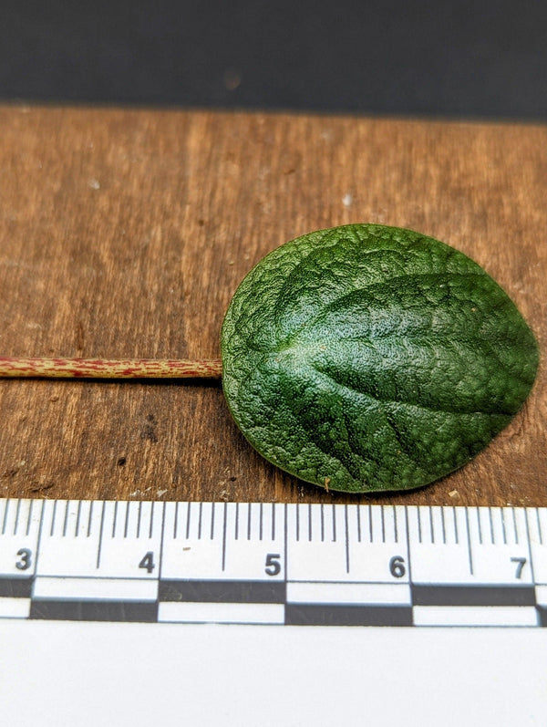 Peperomia Zamora [cutting]