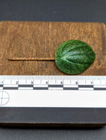 Peperomia Zamora [cutting]