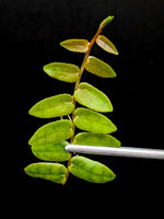 Marcgravia sp. bastimentos [10-leaf cutting]
