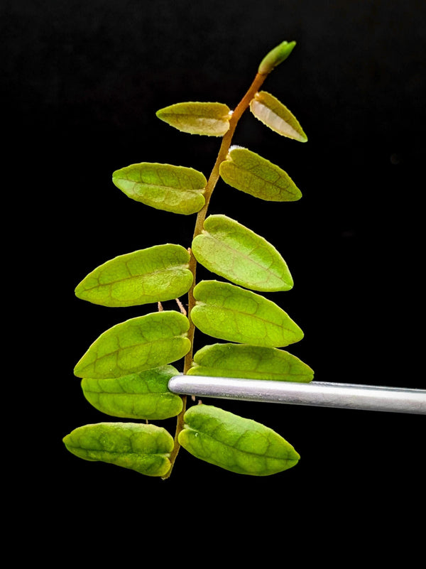 Marcgravia sp. bastimentos [10-leaf cutting]