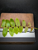 Marcgravia sp. bastimentos [10-leaf cutting]