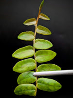 Marcgravia sp. bastimentos [10-leaf cutting]